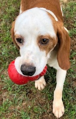 Bagle Hound Dogs for adoption in Canton, CT, USA