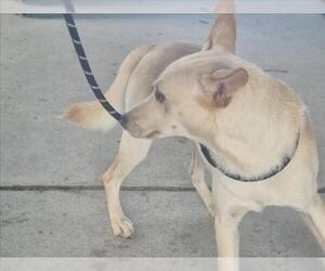 Siberian Husky-Unknown Mix Dogs for adoption in Texas City, TX, USA