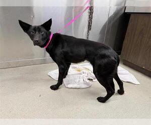 - Mix Dogs for adoption in Fairbanks, AK, USA