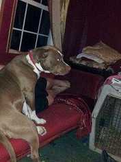  Dogs for adoption in Staunton, VA, USA