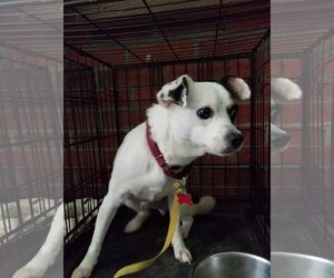 Jack Russell Terrier-Unknown Mix Dogs for adoption in Stafford, VA, USA