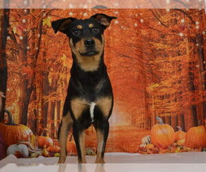 German Shepherd Dog-Unknown Mix Dogs for adoption in Oroville, CA, USA