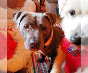 American Pit Bull Terrier Dogs for adoption in San Juan Capistrano, CA, USA