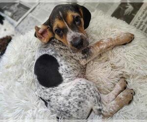 Mutt Dogs for adoption in Raleigh, NC, USA