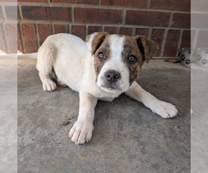 Mutt Dogs for adoption in Vail, AZ, USA