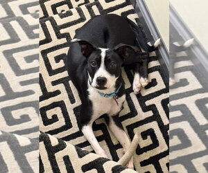 Boston Terrier-Unknown Mix Dogs for adoption in Springdale, PA, USA
