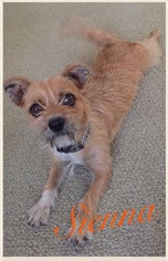 Mutt Dogs for adoption in Los Banos, CA, USA