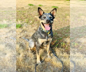 Mutt Dogs for adoption in Garden City, NY, USA