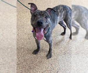 American Pit Bull Terrier-Greyhound Mix Dogs for adoption in Springfield, MA, USA