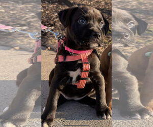 American Pit Bull Terrier-Labrador Retriever Mix Dogs for adoption in Clarkston, MI, USA
