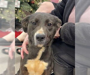 Labrador Retriever Dogs for adoption in Louisville, KY, USA