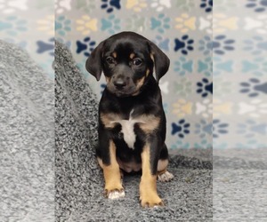 Mutt Dogs for adoption in Royal Palm Beach, FL, USA