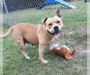 Staffordshire Bull Terrier Dogs for adoption in Gainesville, FL, USA