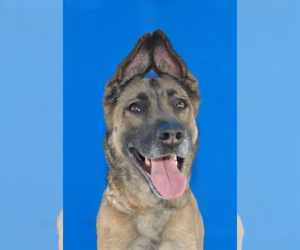 German Shepherd Dog-Unknown Mix Dogs for adoption in Pasadena, CA, USA