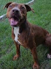  Dogs for adoption in Staunton, VA, USA