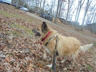 Mutt Dogs for adoption in Blairsville, GA, USA