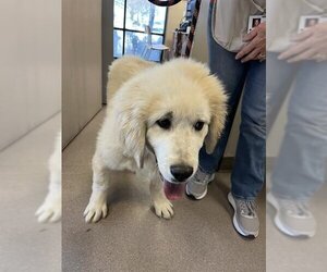 Great Pyrenees-Unknown Mix Dogs for adoption in Burbank, CA, USA