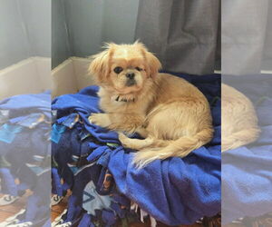 Pekingese Dogs for adoption in Belleuve, NE, USA