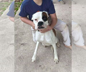 Boxer Dogs for adoption in Dumont, NJ, USA