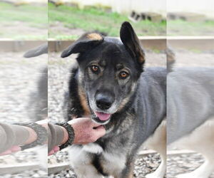 Shepradors Dogs for adoption in Sequim, WA, USA