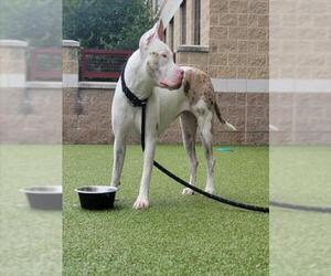 American Pit Bull Terrier Dogs for adoption in Derwood, MD, USA