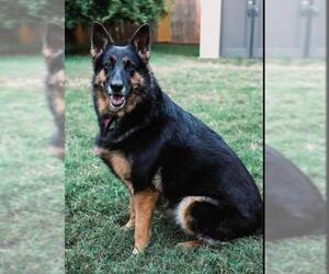 German Shepherd Dog Dogs for adoption in Wylie, TX, USA