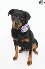 Rottweiler Dogs for adoption in Jefferson, LA, USA