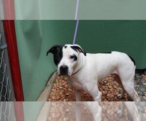 American Bulldog Dogs for adoption in Charlotte, NC, USA
