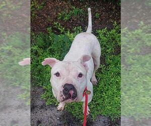 American Staffordshire Terrier Dogs for adoption in Fort Lauderdale, FL, USA