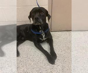 American Pit Bull Terrier Dogs for adoption in Conroe, TX, USA