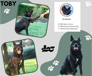 Boston Terrier-German Shepherd Dog Mix Dogs for adoption in Lindsay, CA, USA