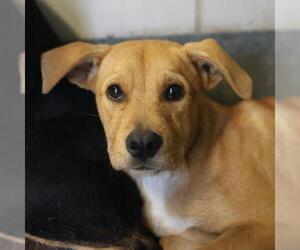 Mutt Dogs for adoption in San Antonio, TX, USA