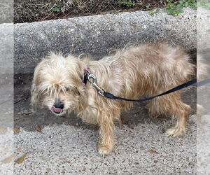 Mutt Dogs for adoption in Spring, TX, USA