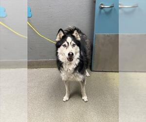 Siberian Husky-Unknown Mix Dogs for adoption in Las Vegas, NV, USA