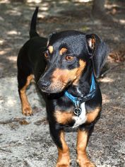 Dachshund Dogs for adoption in Camden, SC, USA