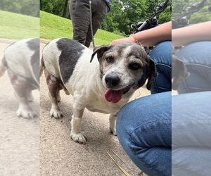 Beagle Dogs for adoption in Evansville, IN, USA