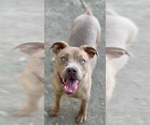 American Pit Bull Terrier-Unknown Mix Dogs for adoption in Riverside, CA, USA