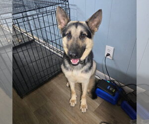 German Shepherd Dog Dogs for adoption in La Grange , NC, USA