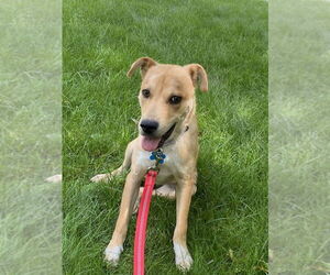 Mutt Dogs for adoption in Springdale, PA, USA