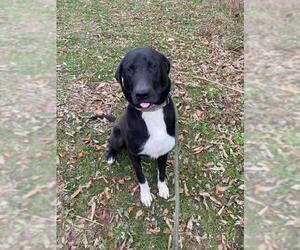 Labrador Retriever Dogs for adoption in Hillsdale, IN, USA