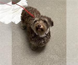 Maltese-Unknown Mix Dogs for adoption in Las Vegas, NV, USA