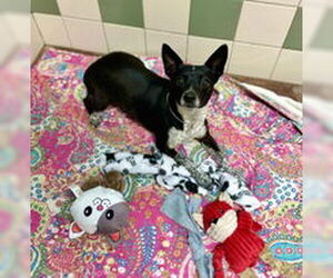 Rat Terrier Dogs for adoption in Salinas, CA, USA