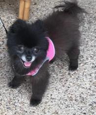 Pomeranian Dogs for adoption in Dallas, TX, USA