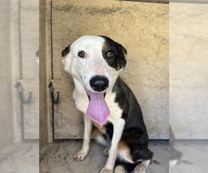 Border Collie-Unknown Mix Dogs for adoption in Oklahoma City, OK, USA