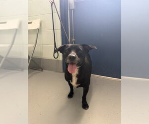 Bassetdor Dogs for adoption in Corpus Christi, TX, USA