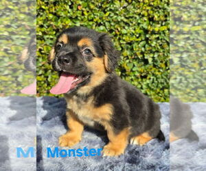 French Bullhuahua Dogs for adoption in Modesto, CA, USA