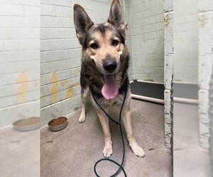 German Shepherd Dog Dogs for adoption in Stockton, CA, USA