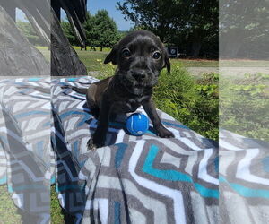 Labrador Retriever-Unknown Mix Dogs for adoption in SHERBURNE, NY, USA