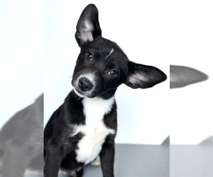 Chihuahua-Unknown Mix Dogs for adoption in Visalia, CA, USA