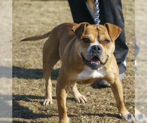 Bulldog-Unknown Mix Dogs for adoption in Ann Arbor, MI, USA